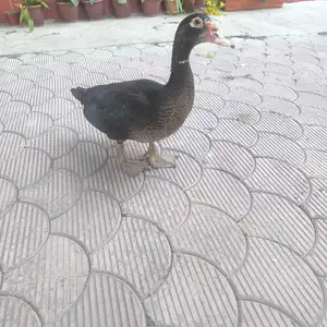 Утка, Бустон (Чкаловск)