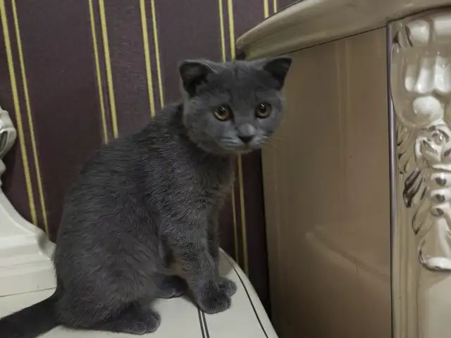 Шотландская кошка, Душанбе