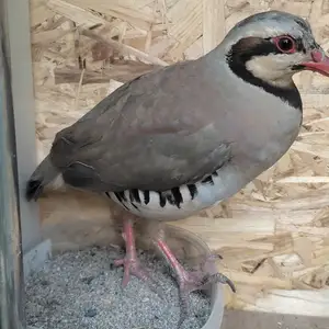 Кабк, Душанбе
