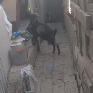 Така зоти альпийский, Душанбе