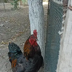 Хурус, Худжанд