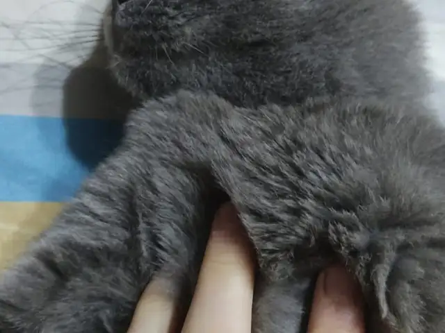 Британская кошка, Хуҷанд