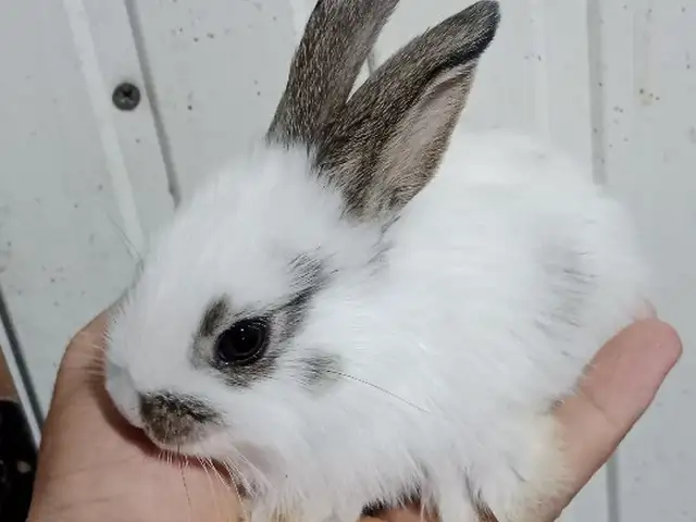 Харгушча, Душанбе