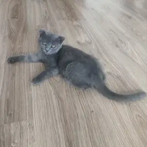 Шотландская кошка, Душанбе