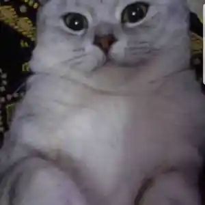 Британский кот шиншилла, Душанбе