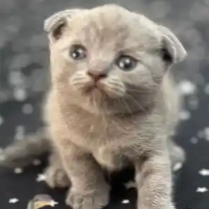 Шотландские вислоухие котята, Душанбе
