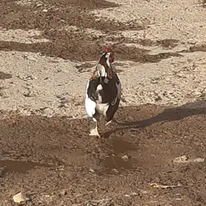 Хурус, Вахдат