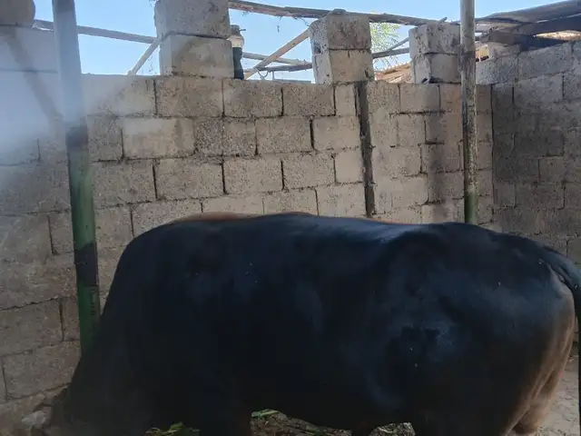 Бука, Душанбе