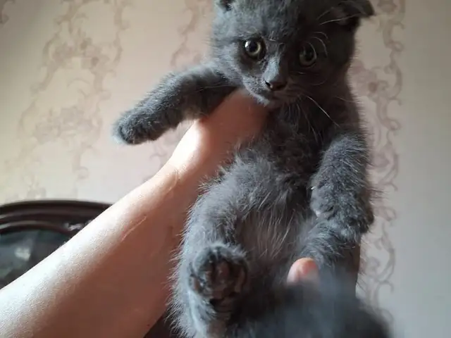 Котёнок, Бустон (Чкаловск)