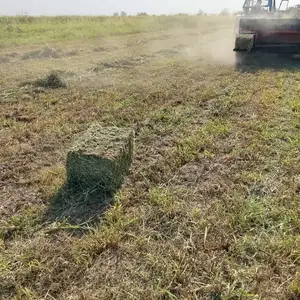 Пресси Рушка, Шахритус