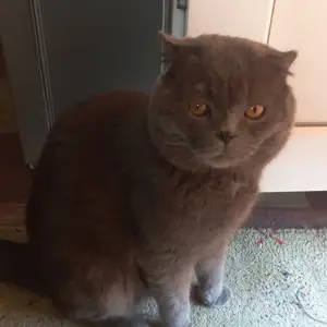 Кот на вязку, Худжанд
