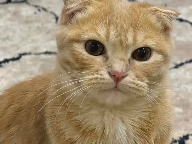 Кошечка, Хуҷанд