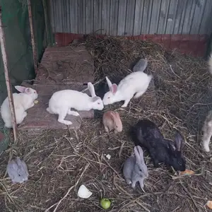 Харгуш, Турсунзаде