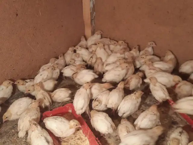 Чуҷаи бедона, Турсунзаде - 4