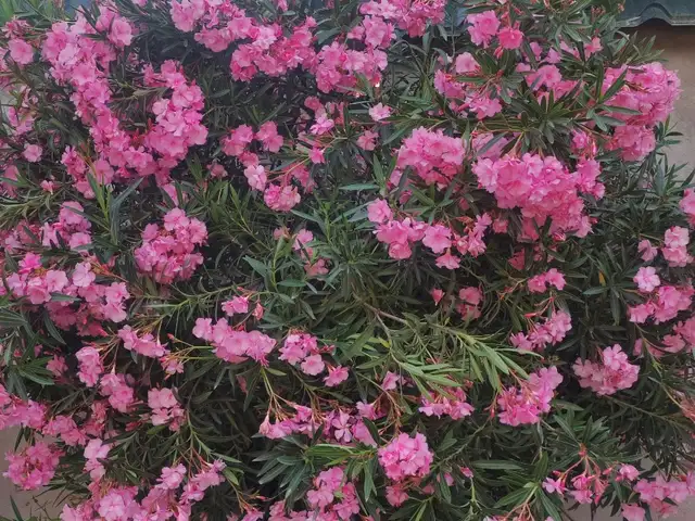 Гулхо, Рӯдакӣ