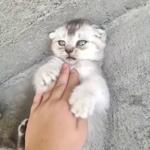 Гурбахои шотландский, Душанбе