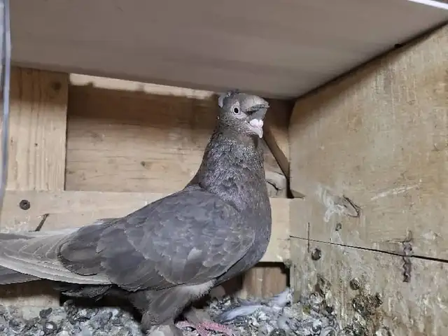Кафтар, Душанбе