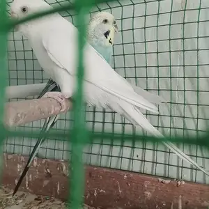 Попугай, Турсунзаде