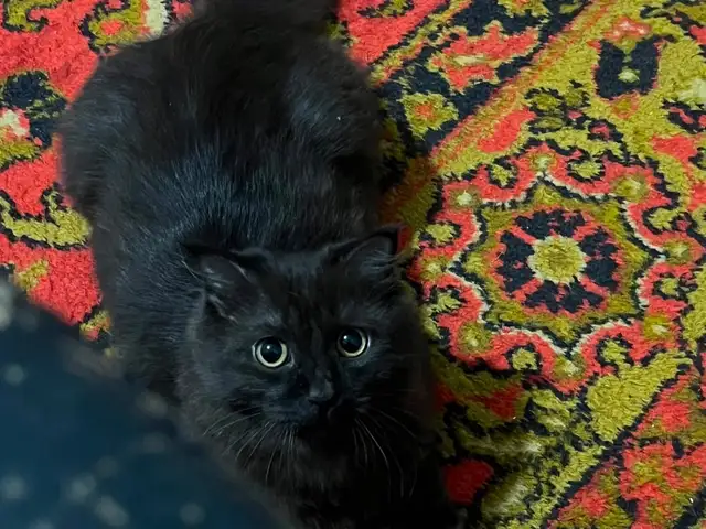 Шотландский кот, Душанбе