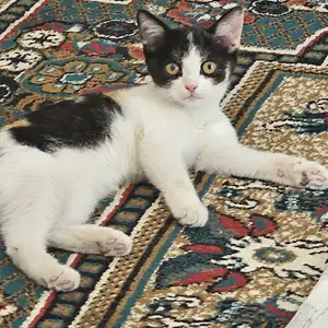 Британские котята даром, Худжанд