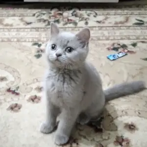 Шотландская кошка, Душанбе