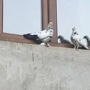 Голубь, Душанбе