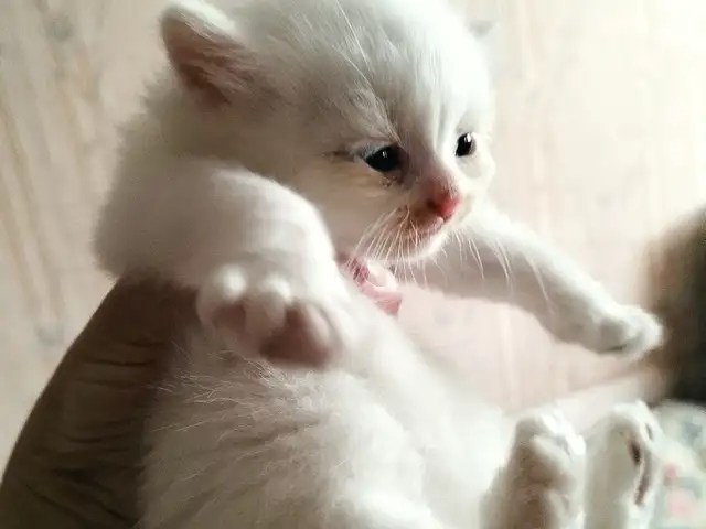 Белые котята, Душанбе