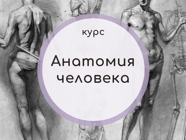 Онлайн курс по анатомии 2 курс, Душанбе