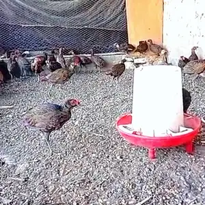 Фазан, Исфара