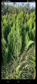 Арча кипарис, Худжанд - 4