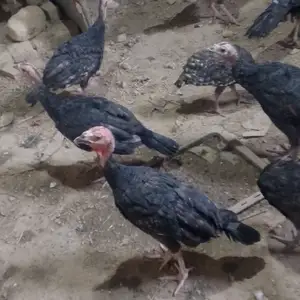 Индюк, Бобоҷон Ғафуров