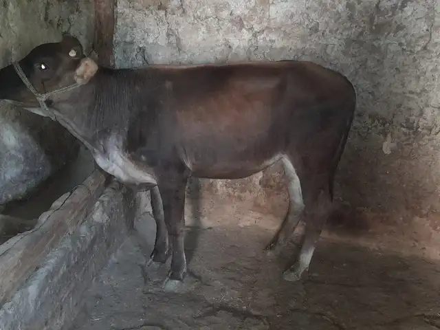Гуночин, Ваҳдат
