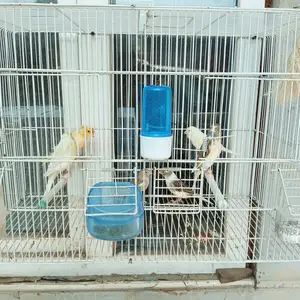 Канарейки, Турсунзаде