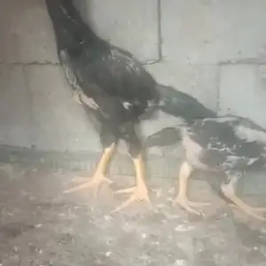 Дакан чуча, Гиссар