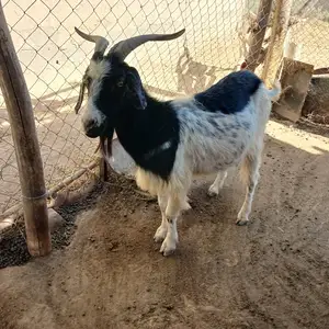 Буз, Вахш