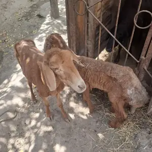 Гусфанд Оча бача, Худжанд
