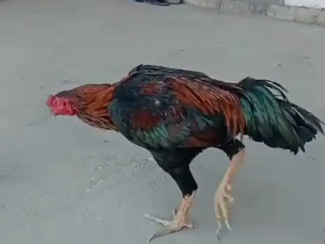 Дакан, Хуҷанд
