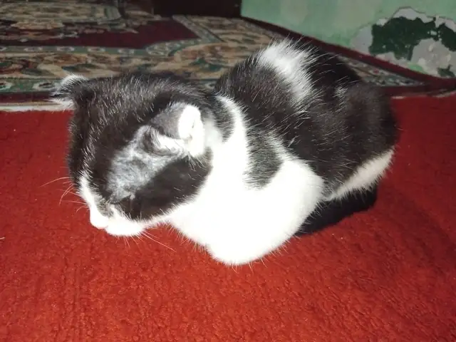 Кот с шведскими ушами, Душанбе