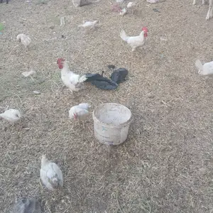 Хурус, Душанбе