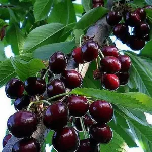 Нихоли гелос дили кафтар, Худжанд