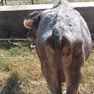 Буқа, Душанбе