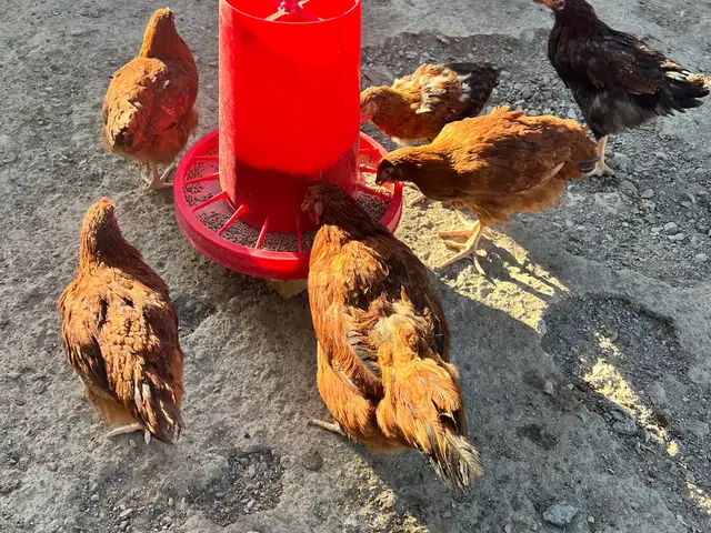 Чучаи ломан, Худжанд