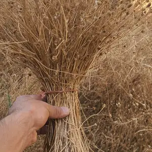Ромашка, Душанбе