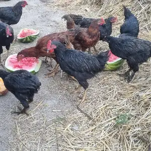 Хуруз, Хуҷанд