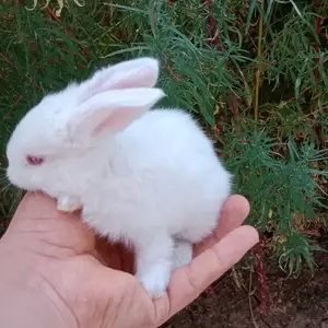 Харгушча 9км, Душанбе