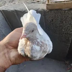 Голуб, Душанбе