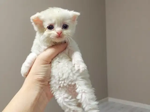 Шотландские котята, Душанбе - 3