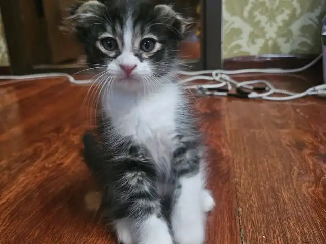 Котята, Хуҷанд
