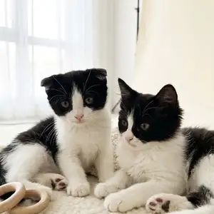 Шотландские вислоухие котята, Душанбе