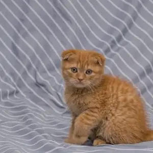Шатланский длиношерстный катёног, Зафарабад